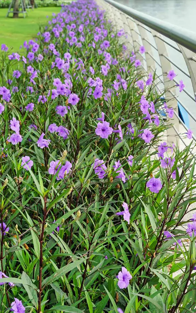 Ruellia Fleur Martinique