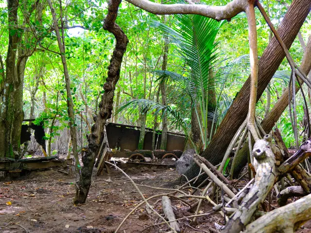 Train cannier Mangrove Rivière-pilote Martinique