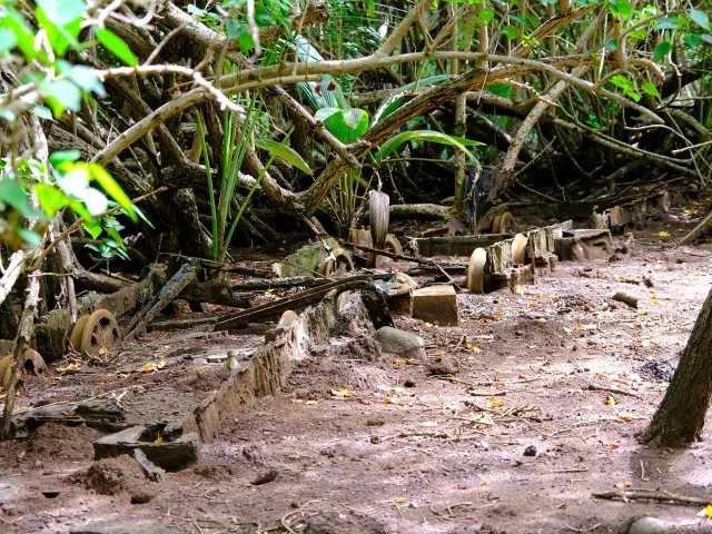 Train cannier Mangrove Rivière-pilote Martinique