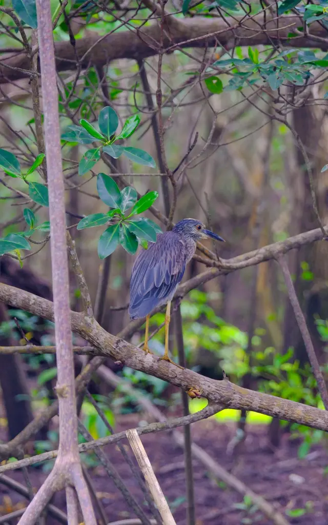 Héron vert Kayali Oiseau Mangrove Rivière-Pilote Martinique