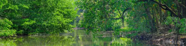 Mangrove Rivière-Pilote Martinique