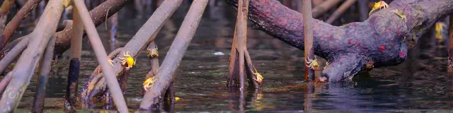 Palétuviers Crabes Mangrove Rivière-Pilote Martinique