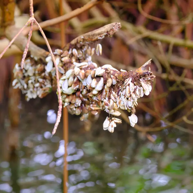 Huitre des palétuviers Mangrove Rivière- Pilote Martinique