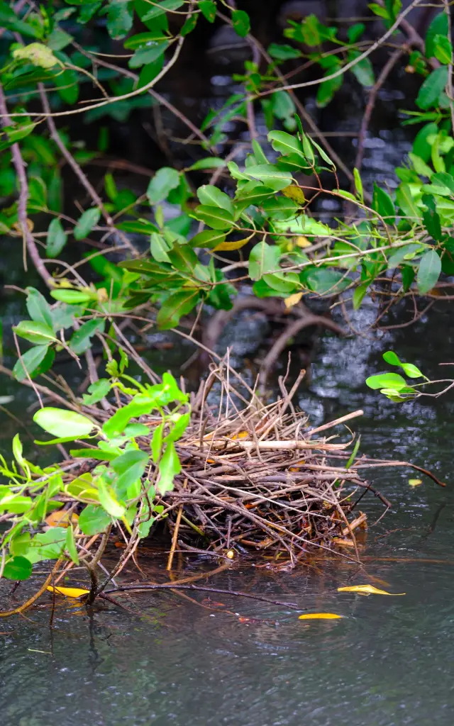 Nid Poule d'eau Oiseau Mangrove Rivière-Pilote Martinique