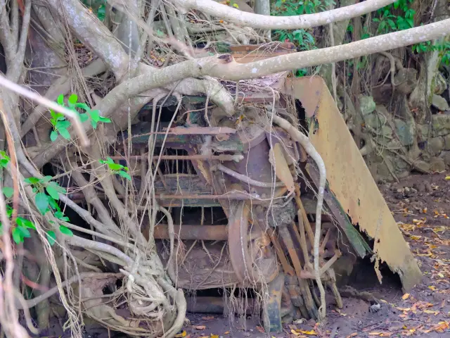 Train cannier Mangrove Rivière-pilote Martinique