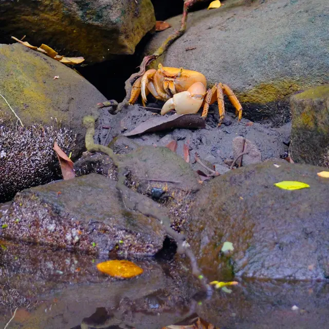 Crabe de terre Mangrove Riviere-Pilote Martinique