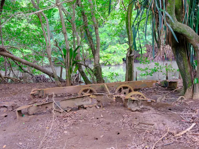 Train cannier Mangrove Rivière-pilote Martinique