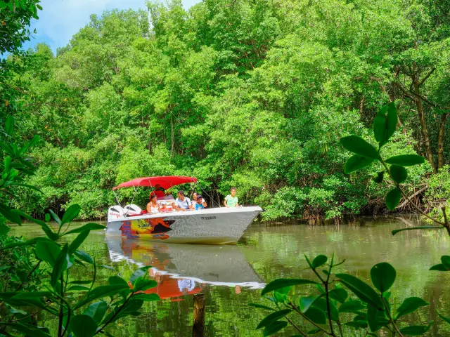 Visite de la mangrove Libodo 2 Rivière-Pilote Martinique