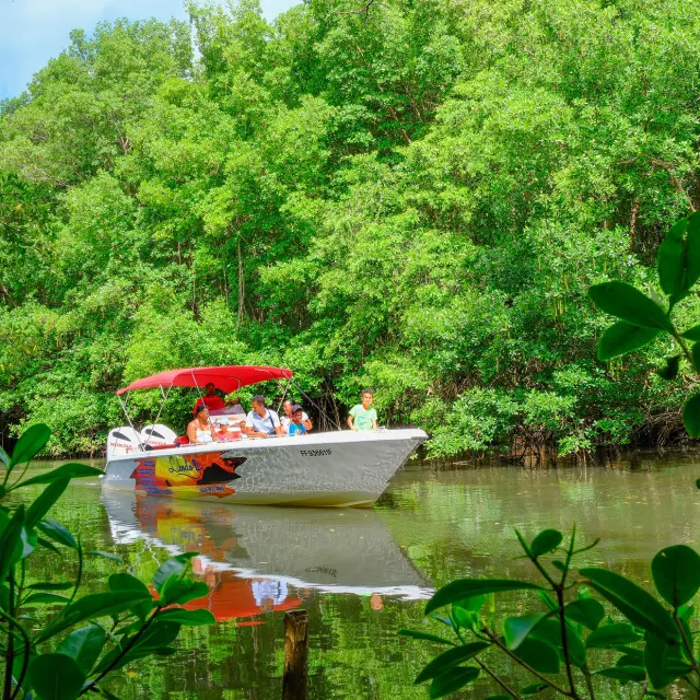 Visite de la mangrove Libodo 2 Rivière-Pilote Martinique