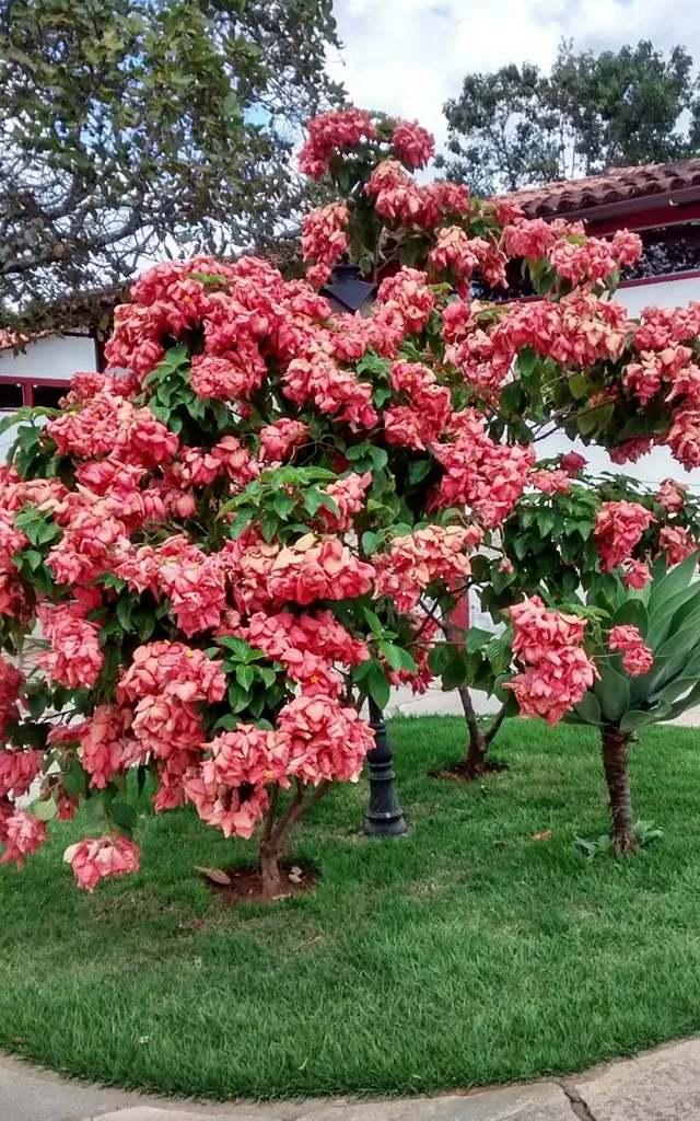 Mussaenda Fleur Martinique
