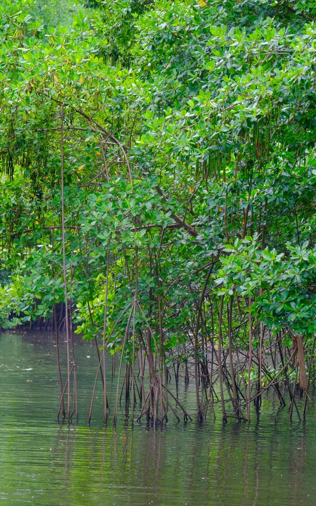 Palétuviers Mangrove Riviere-Pilote Martinique