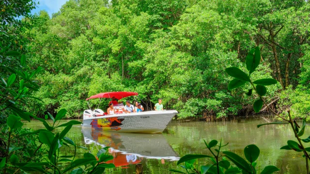 Visite de la mangrove Libodo 2 Rivière-Pilote Martinique