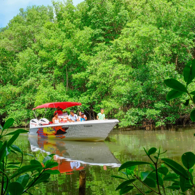 Visite de la mangrove Libodo 2 Rivière-Pilote Martinique
