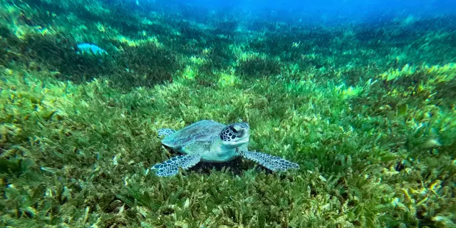 Tortue Martinique