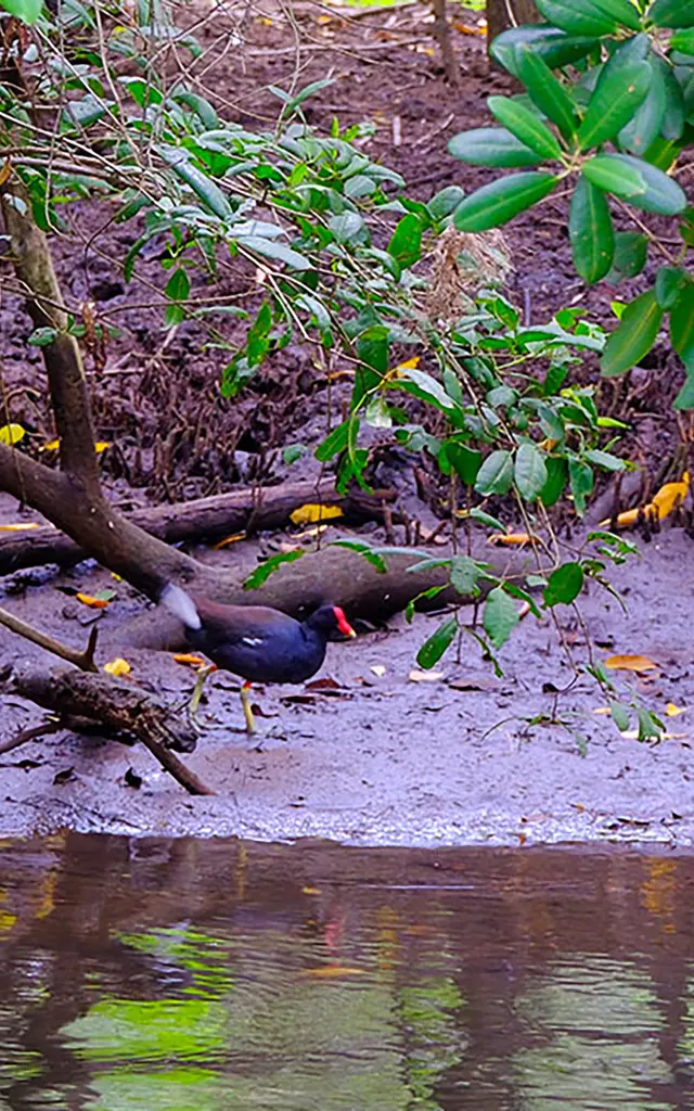 Poule d'eau Oiseau Mangrove Rivière-Pilote Martinique