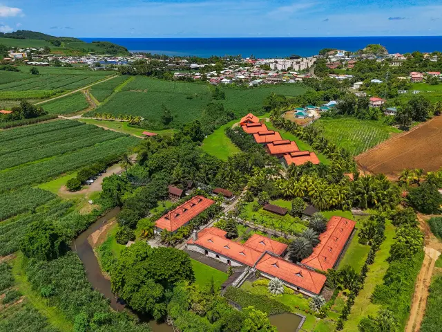 Champ de canne Distillerie et Sucrerie Habitation La Salle Sainte-Marie Martinique