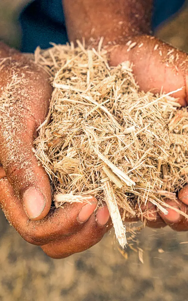 Résidu Canne à sucre Bagasse Distillerie Saint-James Sainte-Marie Martinique