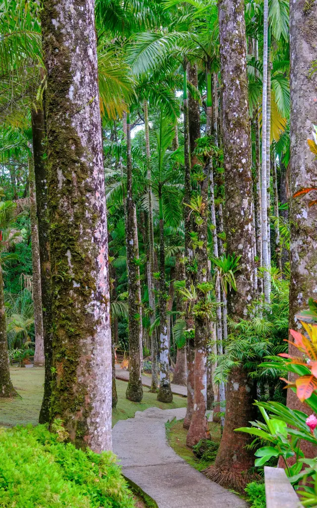 Allée bordée de palmiers royaux au Jardin de Balata Martinique vue panoramique vallée