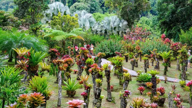 Broméliacées Jardin de Balata Fort-de-France Martinique