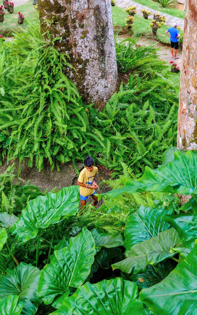 Jardin de Balata Fort-de-France Martinique