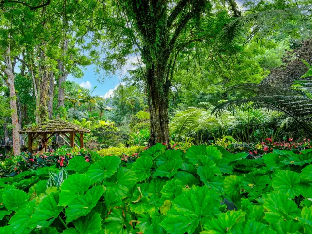 Jardin de Balata Fort-de-France Martinique
