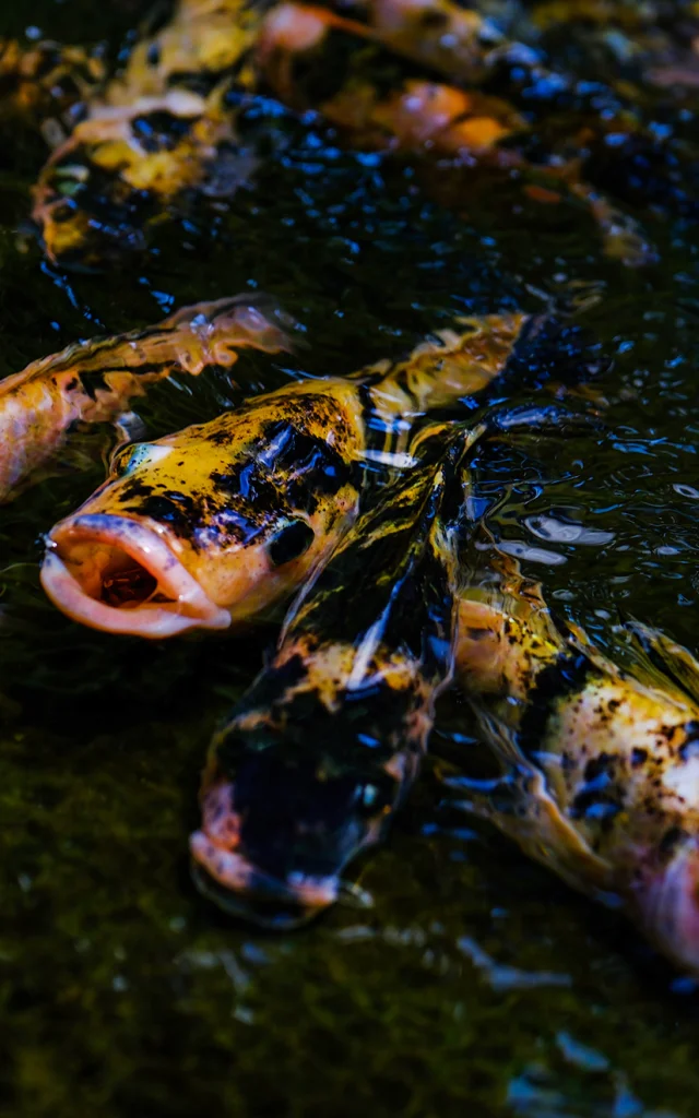 Bassin Poisson Jardindebalata Fortdefrance Martinique