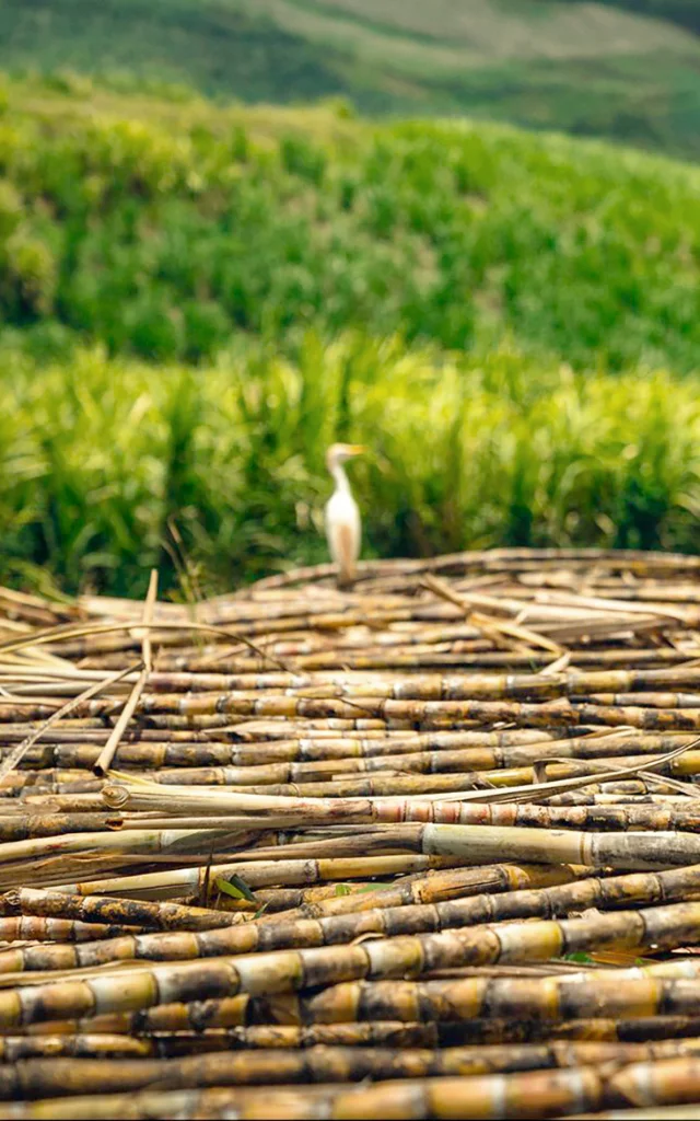 Canne à sucre Aigrette Distillerie Saint-James Sainte-Marie Martinique