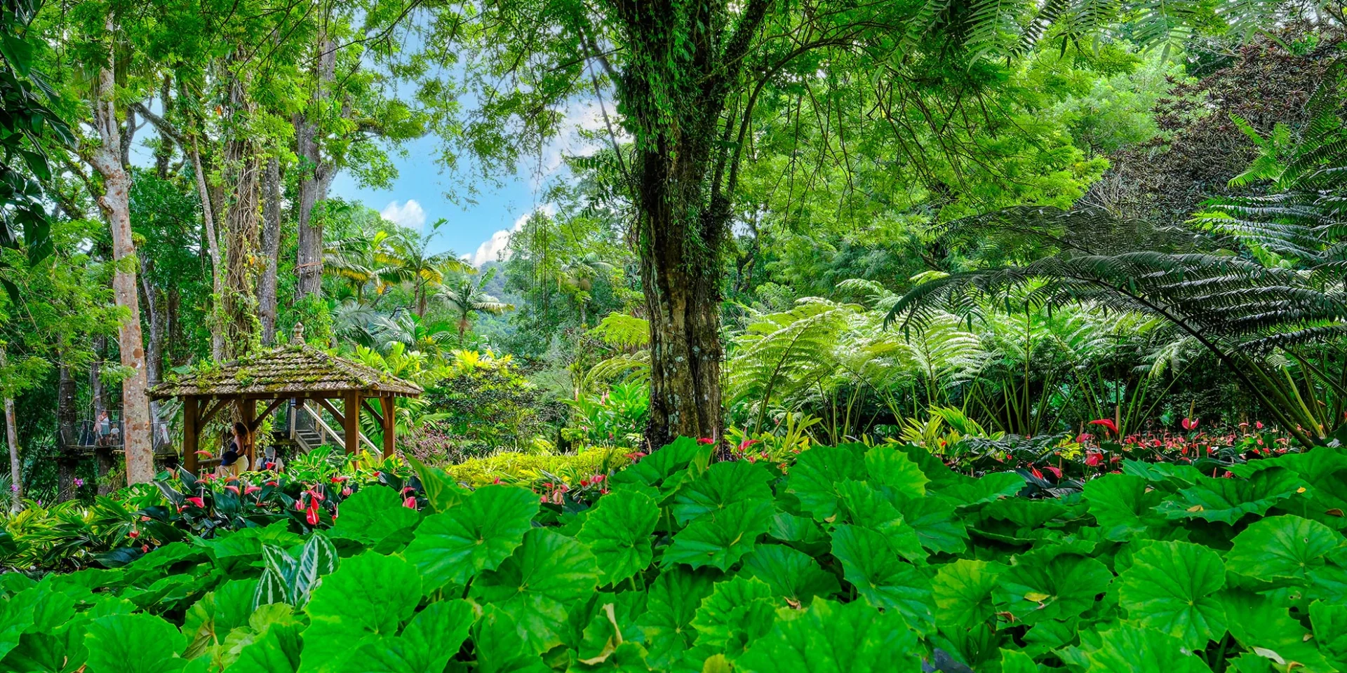 Jardindebalata42 Fortdefrance Martinique