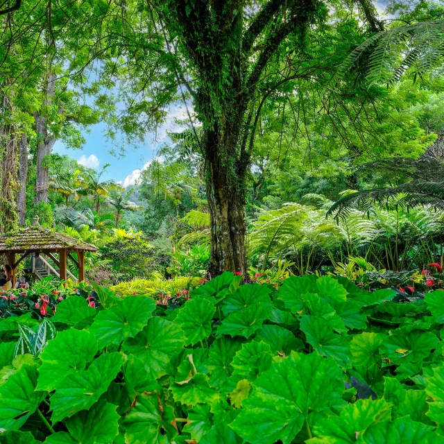 Jardin de Balata Fort-de-France Martinique