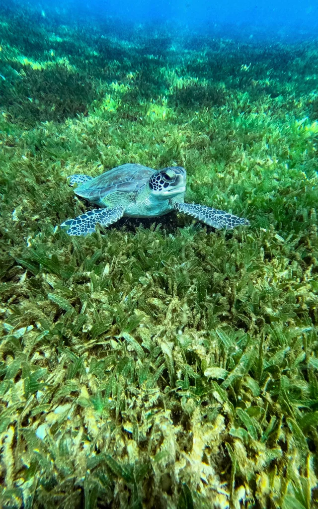 Tortue Martinique