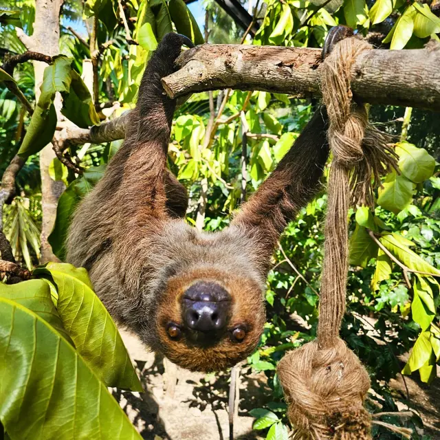 Paresseux Animaux Zoo Carbet Martinique