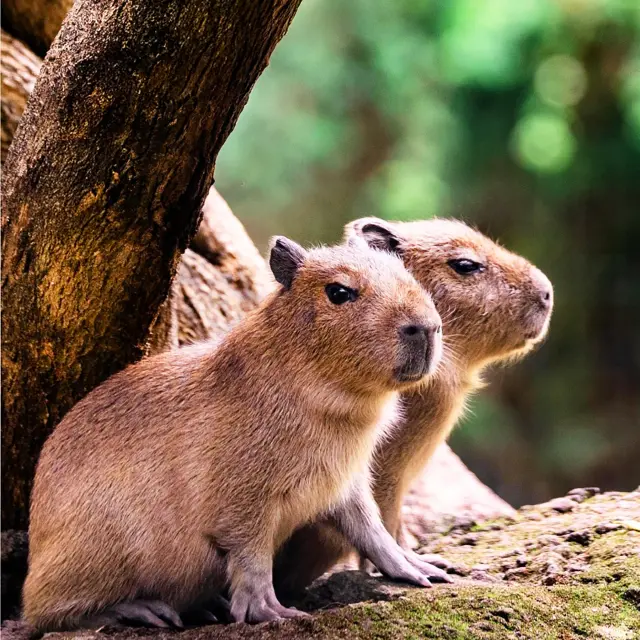 Capybara Zoo Habitation Anse Latouche Carbet Martinique