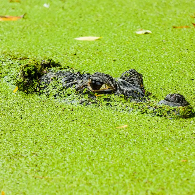 Caïman Animaux Zoo Carbet Martinique