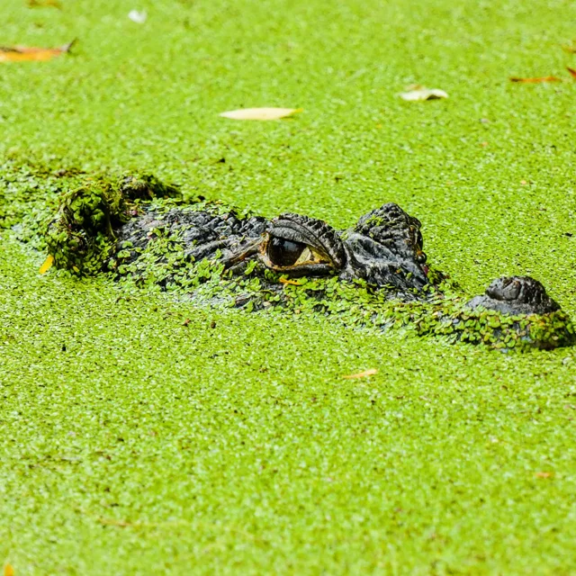 Caïman Animaux Zoo Carbet Martinique