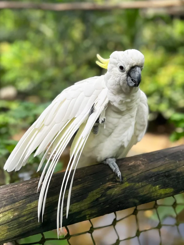 Oiseau Animaux Zoo Carbet Martinique
