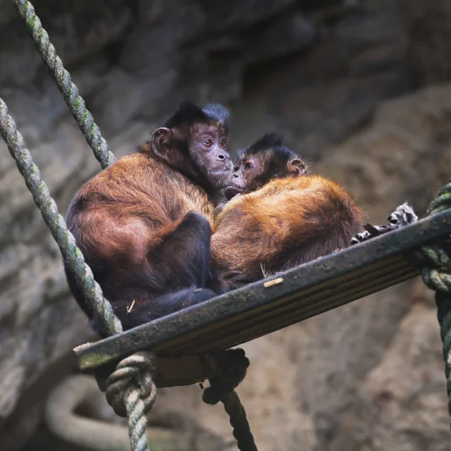 Couple de Singe Animaux Zoo Carbet Martinique
