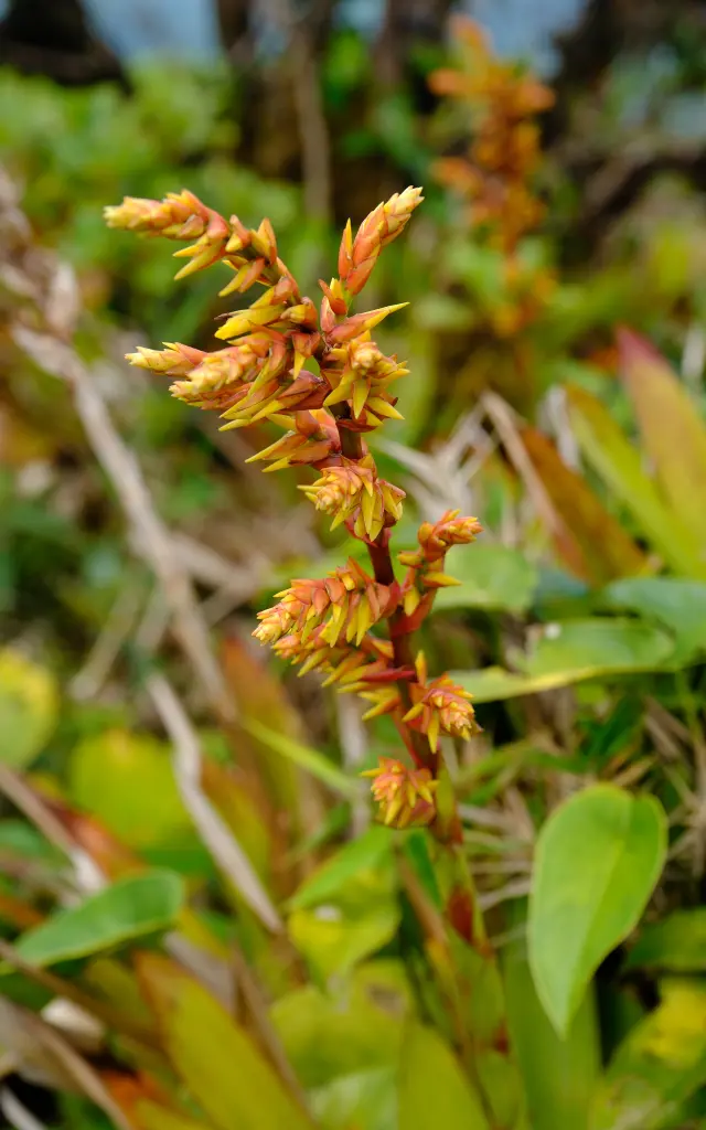 Plante Forêt tropicale Martinique