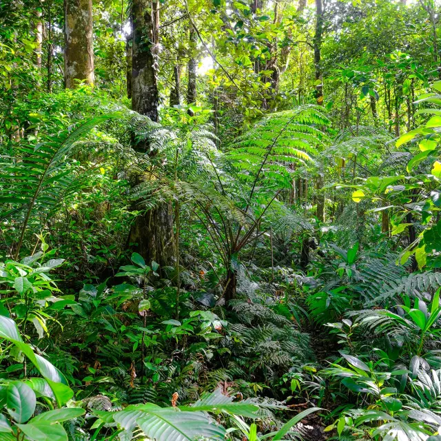 Forêt tropicale Martinique