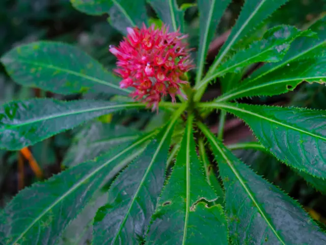 Plante Forêt tropicale Martinique