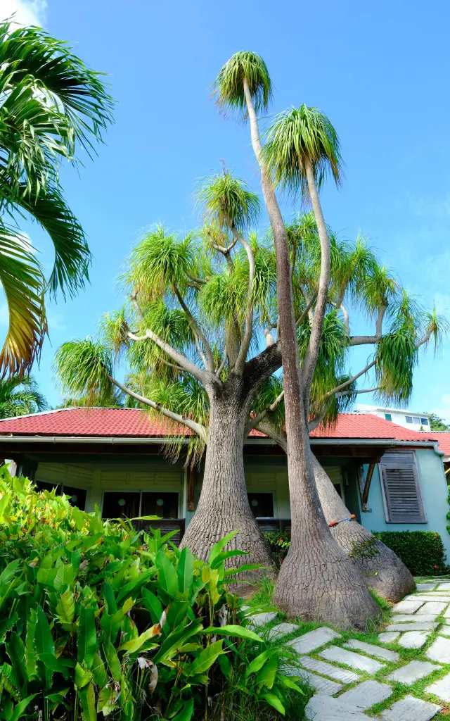 Beaucarneas Hôtel Le Panoramic Trois-îlets Martinique