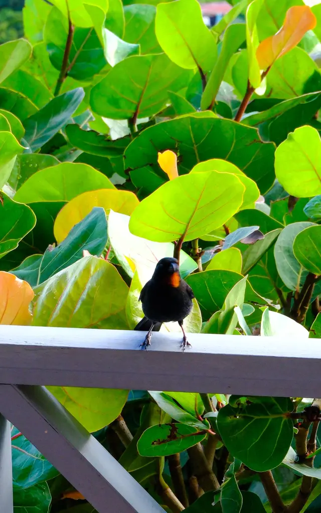 Oiseau Hôtel Le Panoramic Trois-îlets Martinique
