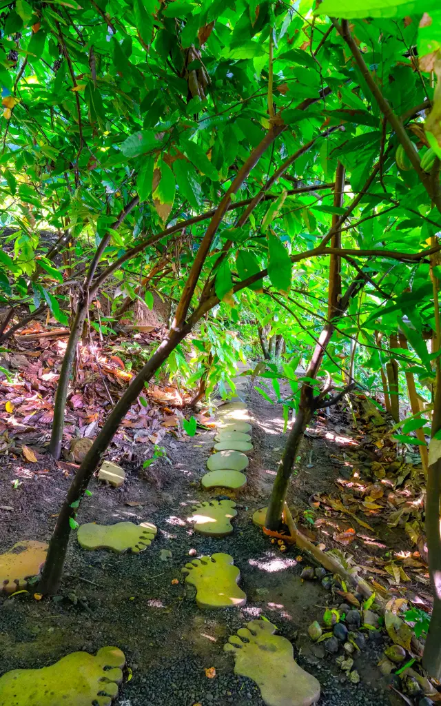 Cacaoyer Jardin K'féco Robert Martinique