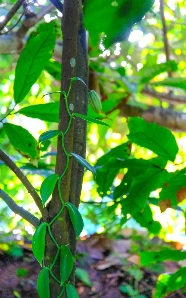 Cacaoyer Vanille Jardin K'Féco Robert Martinique