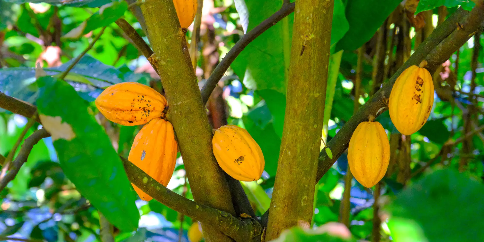 Cabosse de cacao Cacaoyer Jardin K'féco Robert Martinique