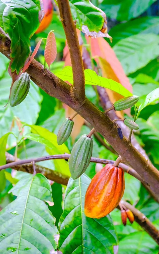 Cabosse de cacao Cacaoyer Jardin K'féco Robert Martinique