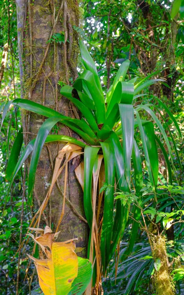 Broméliacée Plante Forêt tropicale Martinique