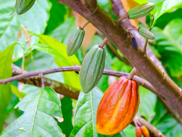 Cabosse de cacao Cacaoyer Jardin K'féco Robert Martinique