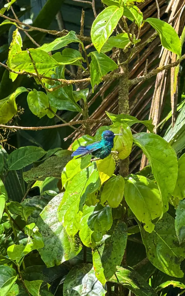 Colibri Oiseau Martinique