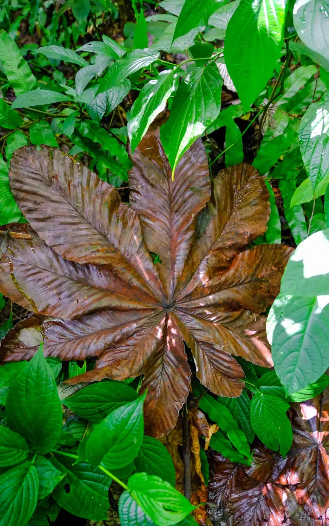 Flore Randonnee Cascadedany Kaiali Ajoupabouillon Martinique