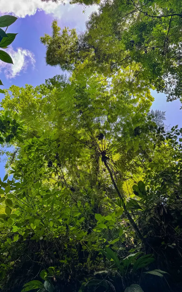 Foret Cascadedany Kaiali Ajoupabouillon Martinique